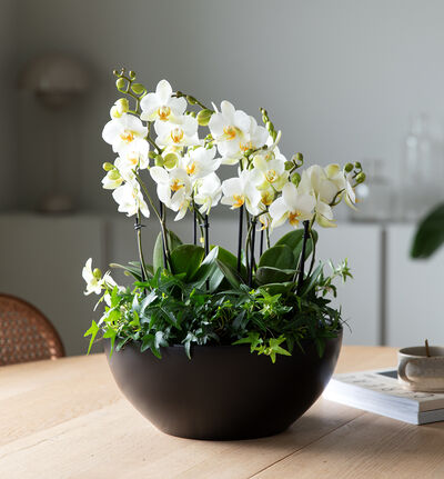 Hvit orkidésammenplanting sort skål  Hvit orkidésammenplanting sort skål